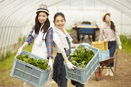 收获新鲜蔬菜的农民女青年高清图片
