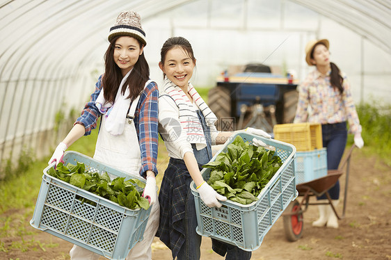 收获新鲜蔬菜的农民女青年图片