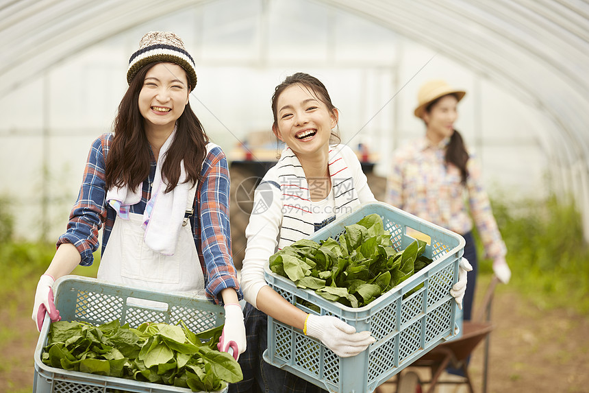 收获新鲜蔬菜的农民女青年图片