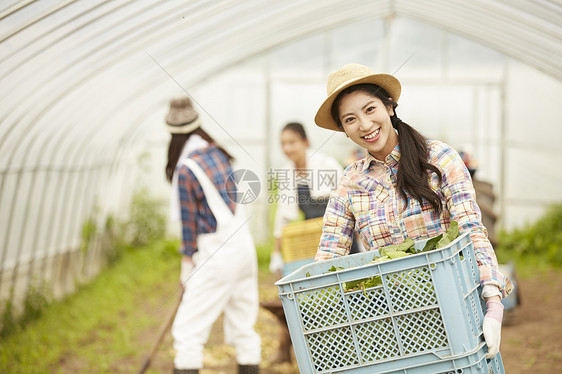 蔬菜大棚里劳作收获的女青年图片