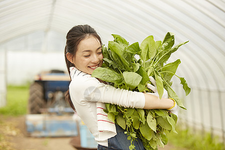 蔬菜大棚里劳作收获的女青年图片