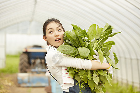 蔬菜大棚里劳作收获的女青年图片