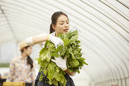 蔬菜大棚里劳作的女青年图片