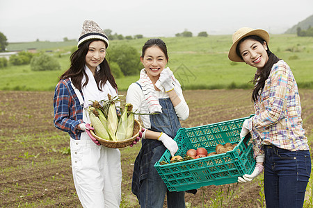 农地里劳作收获的女青年们图片