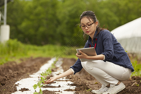 田间拿着平板电脑工作的女性智能农业形象图片