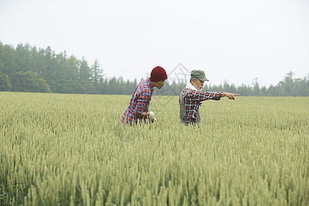 父子走在小麦田里分享农业经验图片