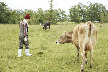 在草地里的农民和奶牛图片