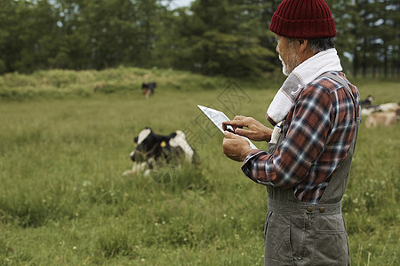 使用ipad的农民站在有奶牛的草地里图片
