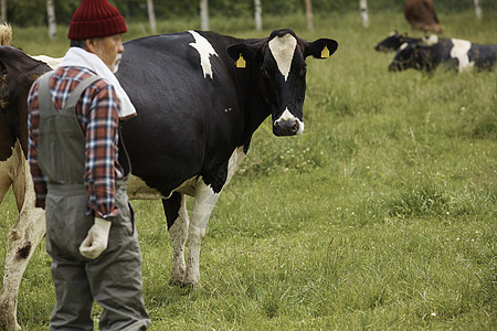 看管奶牛的农民站在草地里图片