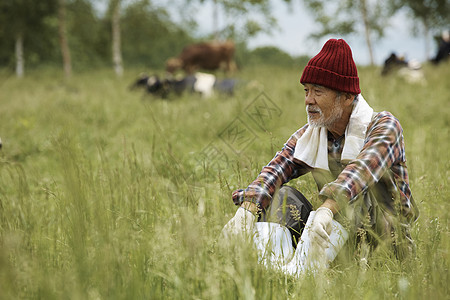 坐在草地里的农民和奶牛图片