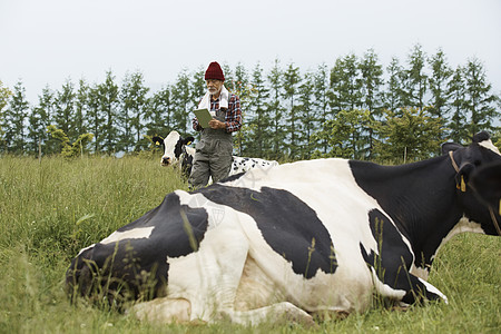 男牲畜工人养奶牛图片