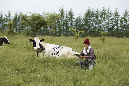 牧场放牛的牧民图片