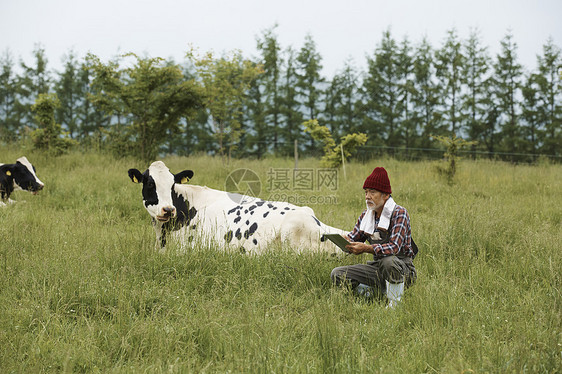 牧场放牛的牧民图片