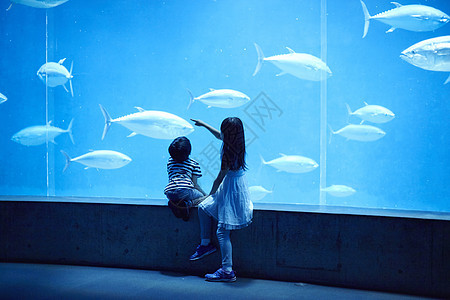 在水族馆看海洋生物的兄妹背影图片