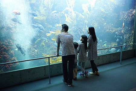 在水族馆看海洋生物的一家四口背影图片