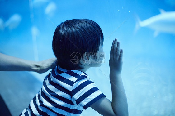 在水族馆看鱼的小男孩图片