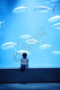 水族馆看鱼的小男孩图片