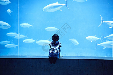 水族馆看鱼的小男孩图片