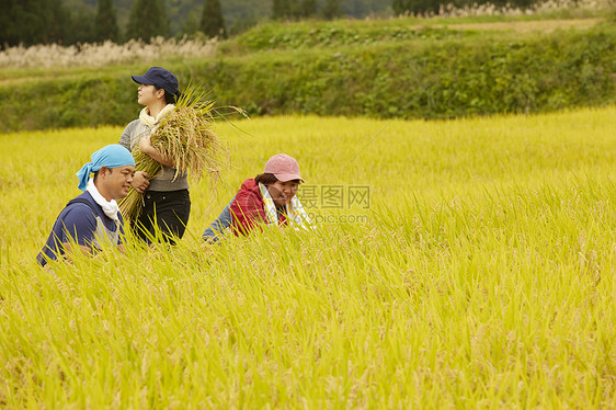 农民在田里收割小麦图片