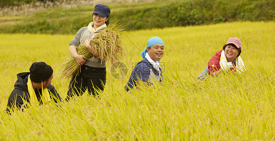 农民在田里收割小麦图片