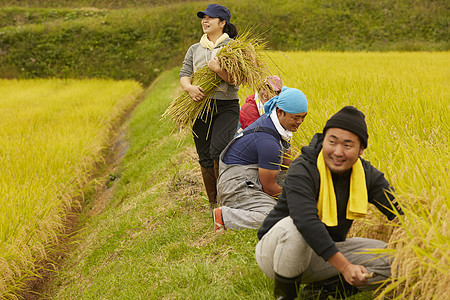 农民在田里收割小麦图片