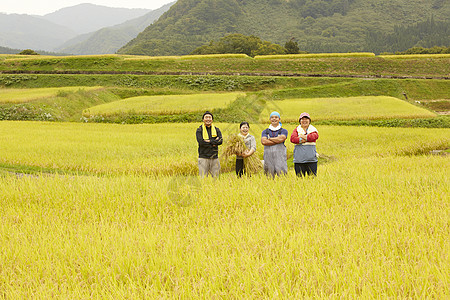 农民在田里收割小麦图片