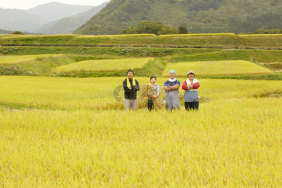 农民在田里收割小麦图片