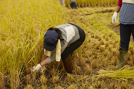 收红薯的女孩正在收稻子的农民背景