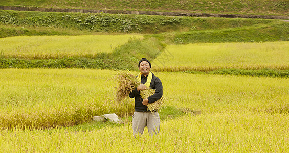 收获水稻的农民肖像图片