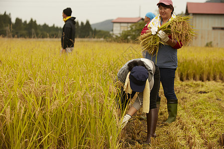 正在收稻子的农民图片