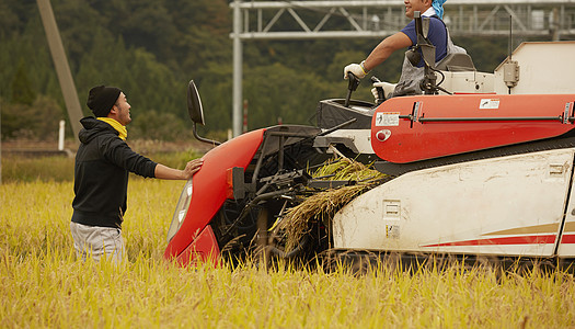 农民使用收割机收割水稻图片