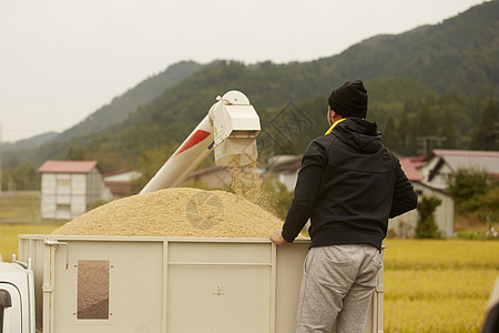 农民使用收割机收割水稻图片