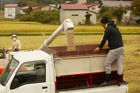 农民使用联合收割机收割水稻图片