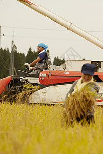 秋收水稻的农民图片