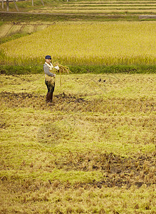 收货水稻的农民图片