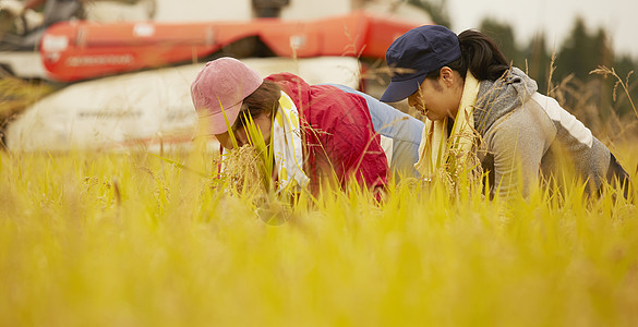 收割水稻的农民图片