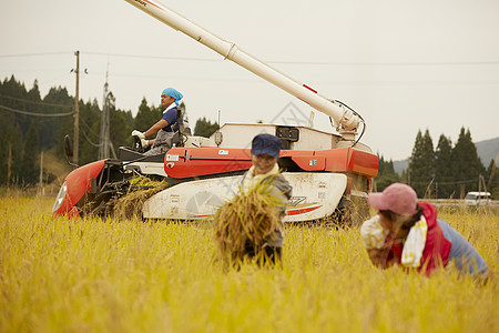 田地里收货水稻的妇女图片