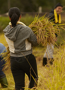 收货水稻的农民背影图片
