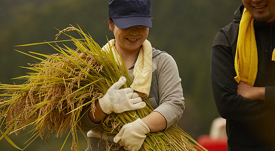 秋季收货水稻幸福的农民图片