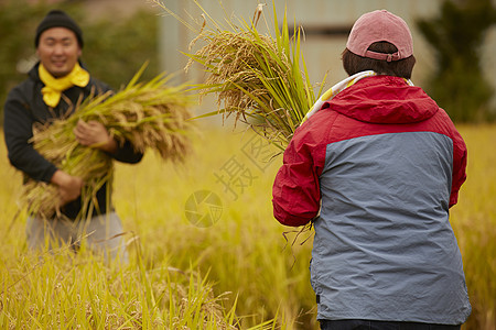 栽培谷物的农民图片