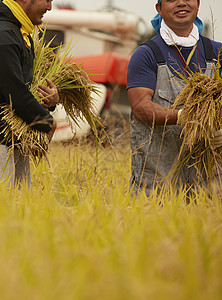收割水稻的农民图片