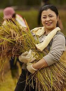 农地里收获水稻的农民形象图片