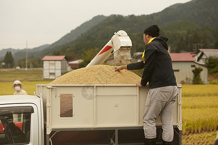 农地里农民使用机器收割水稻图片