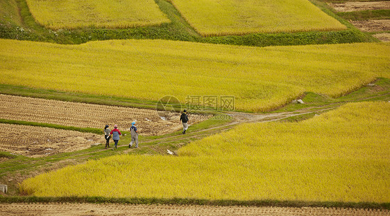 农民在田地里收获水稻图片