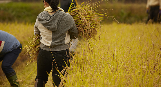 农地里收获水稻的农民背影图片