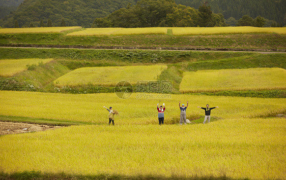 农民在田地里收获水稻图片