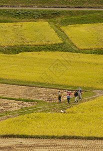 职业农民农民在田地里收获水稻背景