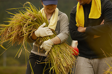 农民在田地里收获水稻图片