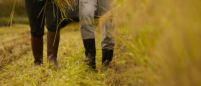 农夫与水稻图片