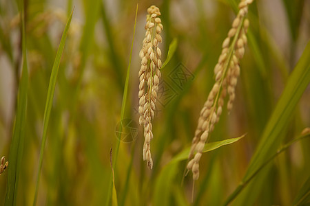 小麦麦穗图片